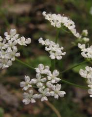 Conopodium majus subesp. marizianum