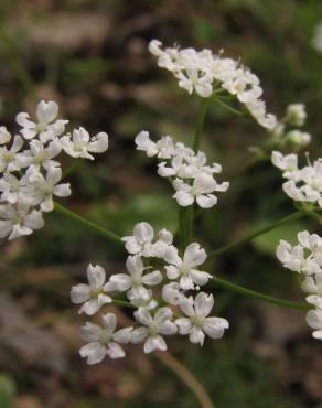 Fotografia 1 da espécie Conopodium majus subesp. marizianum no Jardim Botânico UTAD