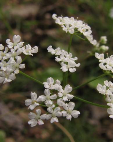 Fotografia de capa Conopodium majus subesp. marizianum - do Jardim Botânico