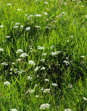 Fotografia 4 da espécie Conopodium majus subesp. marizianum no Jardim Botânico UTAD