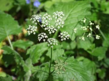 Fotografia da espécie Conopodium majus subesp. marizianum