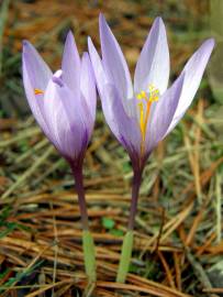 Fotografia da espécie Crocus serotinus subesp. serotinus