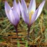 Fotografia 5 da espécie Crocus serotinus subesp. serotinus do Jardim Botânico UTAD