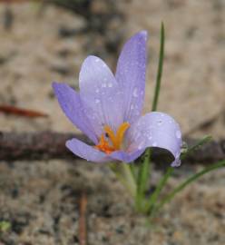 Fotografia da espécie Crocus serotinus subesp. serotinus