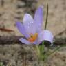 Fotografia 6 da espécie Crocus serotinus subesp. serotinus do Jardim Botânico UTAD