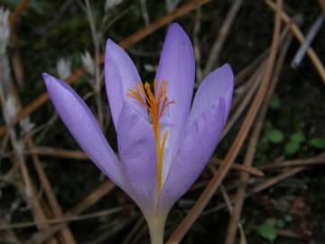 Fotografia da espécie Crocus serotinus subesp. serotinus