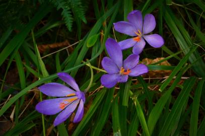 Fotografia da espécie Crocus serotinus subesp. serotinus