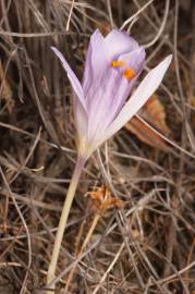 Fotografia da espécie Crocus serotinus subesp. serotinus