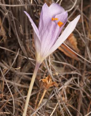 Fotografia 9 da espécie Crocus serotinus subesp. serotinus no Jardim Botânico UTAD