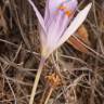 Fotografia 9 da espécie Crocus serotinus subesp. serotinus do Jardim Botânico UTAD