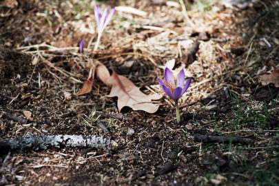 Fotografia da espécie Crocus serotinus subesp. serotinus