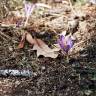 Fotografia 10 da espécie Crocus serotinus subesp. serotinus do Jardim Botânico UTAD