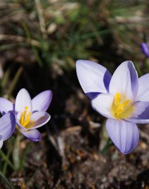 Fotografia 1 da espécie Crocus carpetanus no Jardim Botânico UTAD