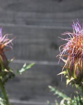 Fotografia 3 da espécie Cynara humilis no Jardim Botânico UTAD