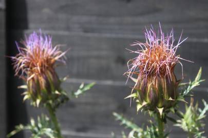 Fotografia da espécie Cynara humilis