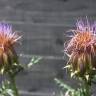 Fotografia 3 da espécie Cynara humilis do Jardim Botânico UTAD