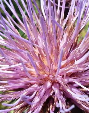 Fotografia 6 da espécie Cynara humilis no Jardim Botânico UTAD