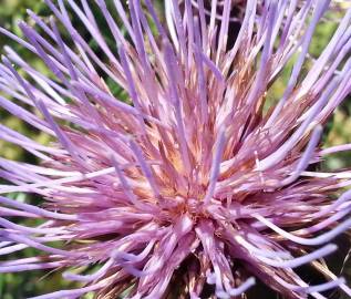 Fotografia da espécie Cynara humilis