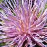 Fotografia 6 da espécie Cynara humilis do Jardim Botânico UTAD