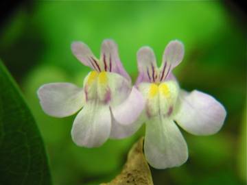 Fotografia da espécie Cymbalaria muralis subesp. muralis