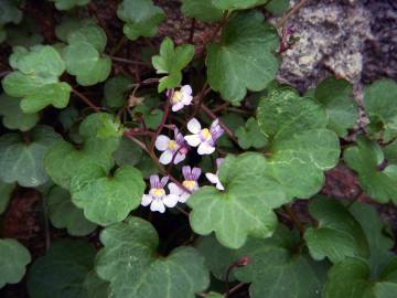 Fotografia da espécie Cymbalaria muralis subesp. muralis