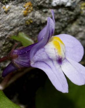 Fotografia 1 da espécie Cymbalaria muralis subesp. muralis no Jardim Botânico UTAD