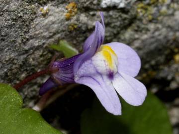 Fotografia da espécie Cymbalaria muralis subesp. muralis