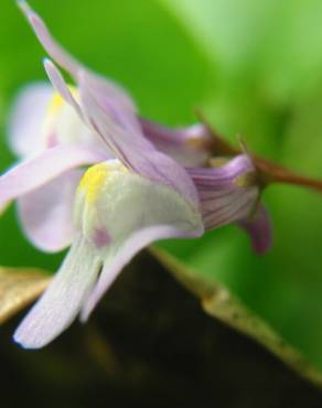 Fotografia 5 da espécie Cymbalaria muralis subesp. muralis no Jardim Botânico UTAD