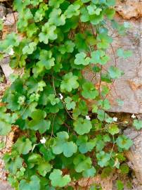 Fotografia da espécie Cymbalaria muralis subesp. muralis