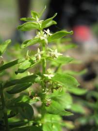 Fotografia da espécie Cruciata glabra subesp. hirticaulis