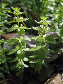 Fotografia da espécie Cruciata glabra subesp. hirticaulis