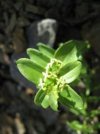 Fotografia da espécie Cruciata glabra subesp. hirticaulis