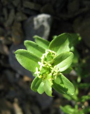 Fotografia 5 da espécie Cruciata glabra subesp. hirticaulis no Jardim Botânico UTAD