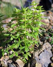 Fotografia da espécie Cruciata glabra