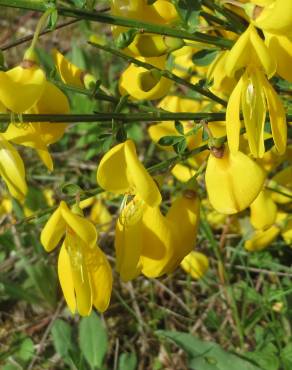 Fotografia 6 da espécie Cytisus scoparius subesp. scoparius no Jardim Botânico UTAD