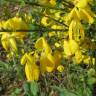 Fotografia 6 da espécie Cytisus scoparius subesp. scoparius do Jardim Botânico UTAD