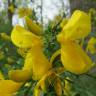 Fotografia 7 da espécie Cytisus scoparius subesp. scoparius do Jardim Botânico UTAD