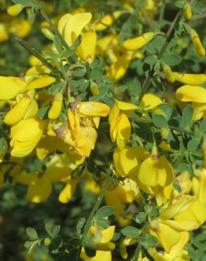 Fotografia 8 da espécie Cytisus scoparius subesp. scoparius no Jardim Botânico UTAD