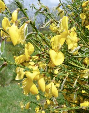 Fotografia 9 da espécie Cytisus scoparius subesp. scoparius no Jardim Botânico UTAD