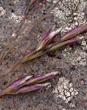 Fotografia 2 da espécie Deschampsia cespitosa subesp. cespitosa no Jardim Botânico UTAD