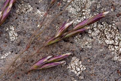 Fotografia da espécie Deschampsia cespitosa subesp. cespitosa