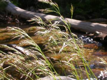 Fotografia da espécie Deschampsia cespitosa subesp. cespitosa