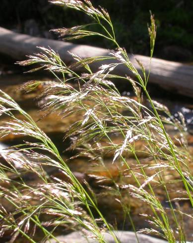 Fotografia de capa Deschampsia cespitosa subesp. cespitosa - do Jardim Botânico