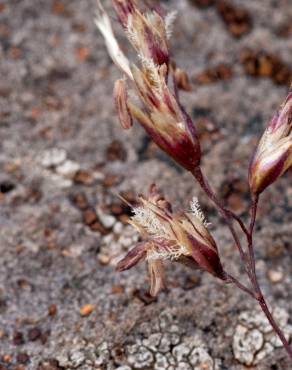 Fotografia 4 da espécie Deschampsia cespitosa subesp. cespitosa no Jardim Botânico UTAD