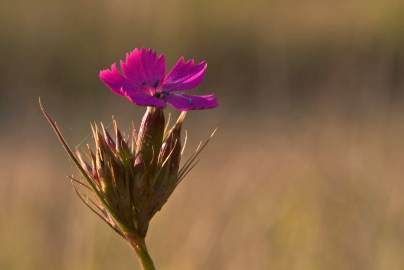 Fotografia da espécie Dianthus armeria subesp. armeria