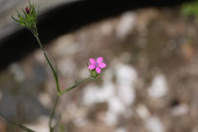 Fotografia da espécie Dianthus armeria subesp. armeria