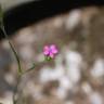 Fotografia 5 da espécie Dianthus armeria subesp. armeria do Jardim Botânico UTAD