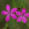 Fotografia 1 da espécie Dianthus armeria subesp. armeria do Jardim Botânico UTAD