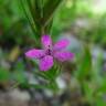 Fotografia 6 da espécie Dianthus armeria subesp. armeria do Jardim Botânico UTAD