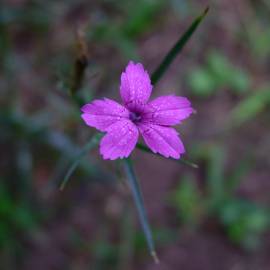 Fotografia da espécie Dianthus armeria subesp. armeria